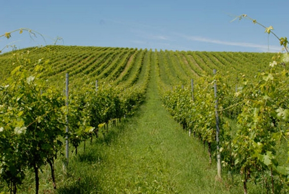 vigneto primavera pusterla 570