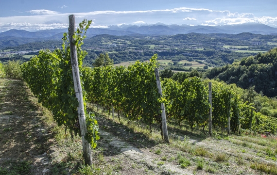 vigneto barolo 570