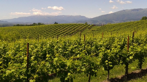 vigneto basilicata 570