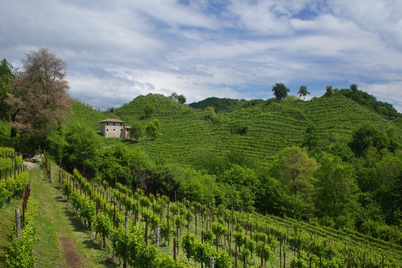  Cantina Adami Colbertaldo 570