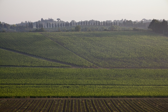 110 Vigneti Carpineto 570