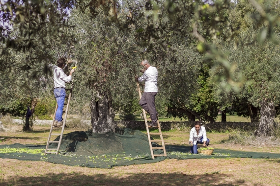 Baglio Occhipinti Organic Farm 2 570