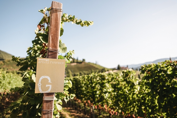 CANTINA RYNNHOF DI TERMENO VIGNE 570