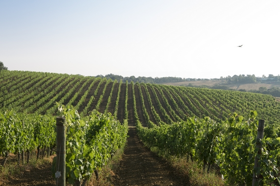 CARPINETO Tenuta Montepulciano i vigneti 570