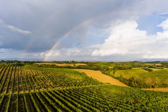 CARPINETO Tenuta Montepulciano arcobaleno 570