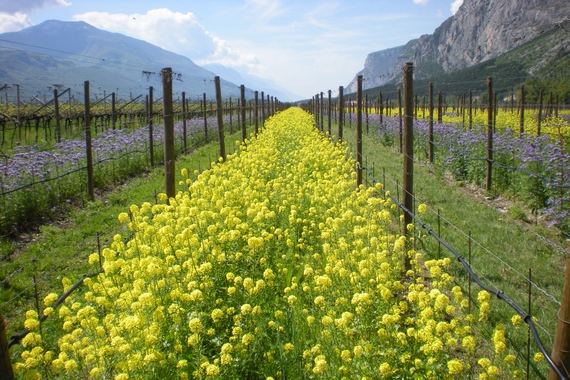 Il sovescio in uno dei vigneti Ferrari giornata ambiente 570
