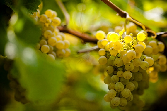Kellerei Kaltern Weinberg 1132 by Florian Andergassen 570