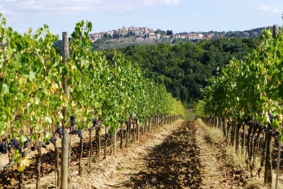 Sangiovese fattoria del Colle vigneto poggione 570