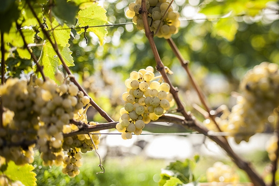 Uva Pinot Bianco alto adige 570
