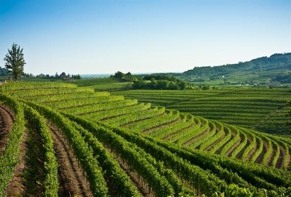 VIGNETI collio GORIZIANO COMOLLI 570