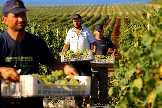 Vendemmia Gorghi Tondi 570