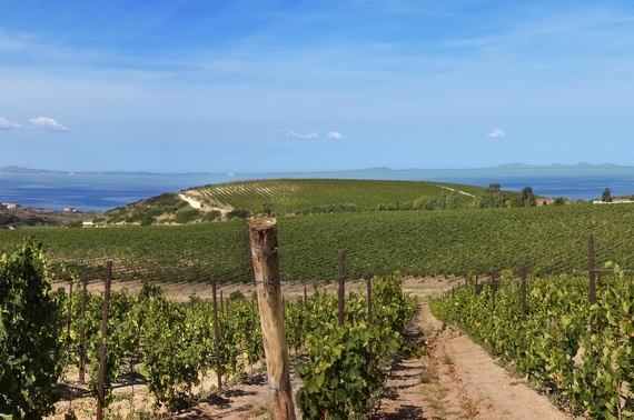 Vigneti Tenuta Asinara 1 570