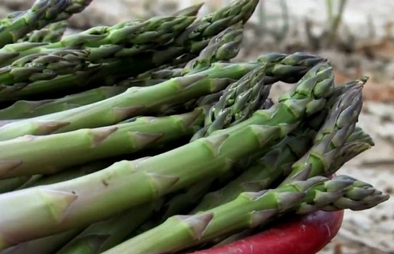 asparagi altedo 1 570