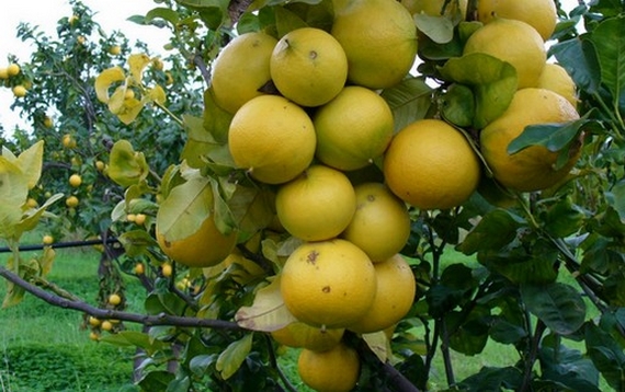 bergamotto pianta 570