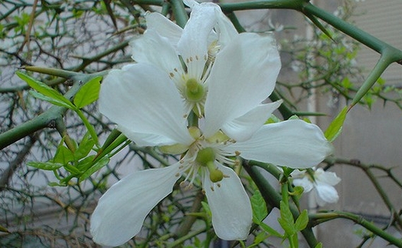 bergamotto fiore 570