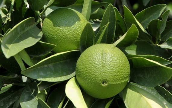 bergamotto verde 570