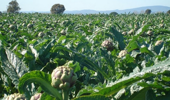 campo carciofo romanesco