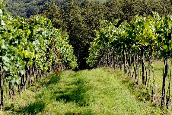 cantina della volta VIGNETO 2 570