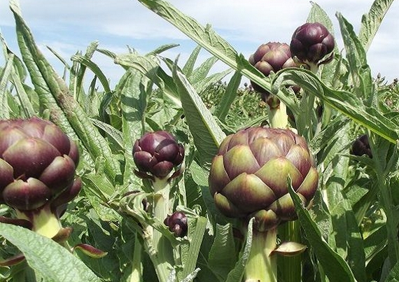 carciofo romanesco 570 pianta