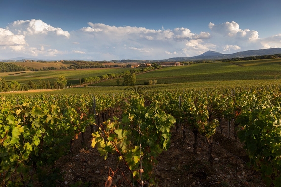 carpineto tenuta montepulciano in autunno 570