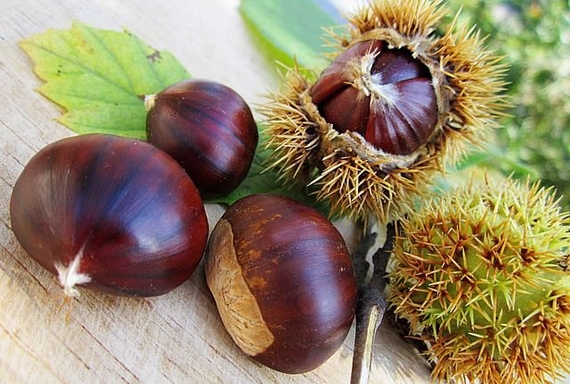 castagne isola delba 2021 570