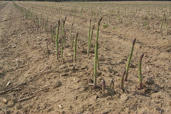 coltivazione asparagi altedo 570