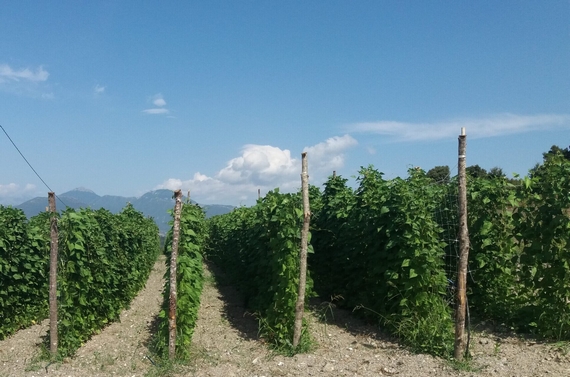 coltura di fagiolo poverello calbria 570