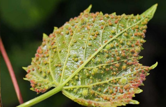filoserrica parassita 570