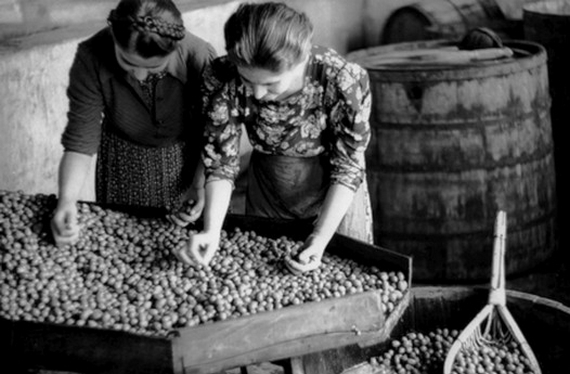 foto antica raccolta olive 570