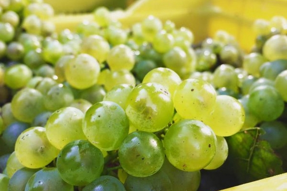 franciacorta cantinavezzoli giuseppe uva 570