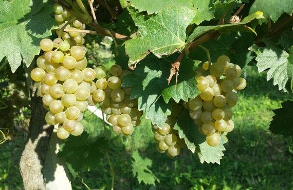 giribaldi vigna uva 1 570