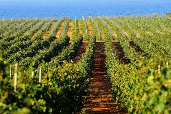 gorghi tondi tenuta vigneti 570