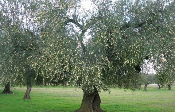olio dauno 570