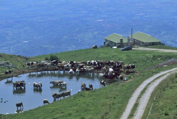 pascolo asiago dop 570