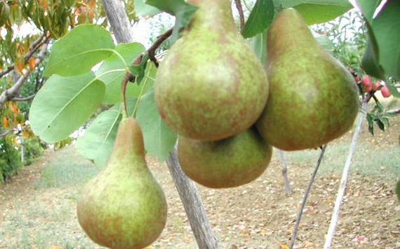 pera albero 570
