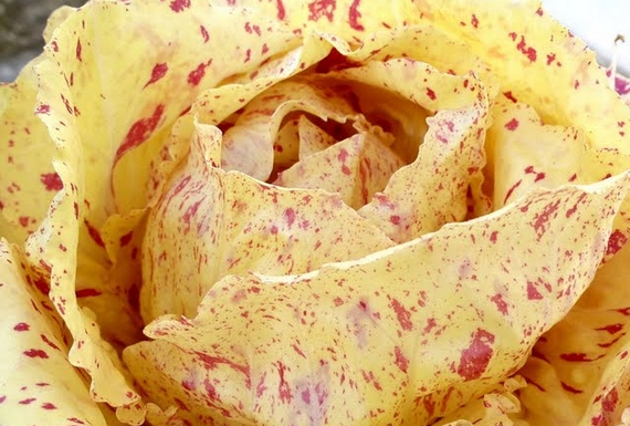 radicchio variegato di Castelfranco veneto igp 570