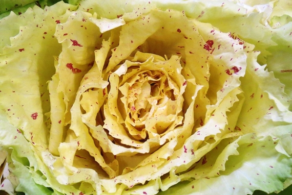 radicchio variegato 1 570