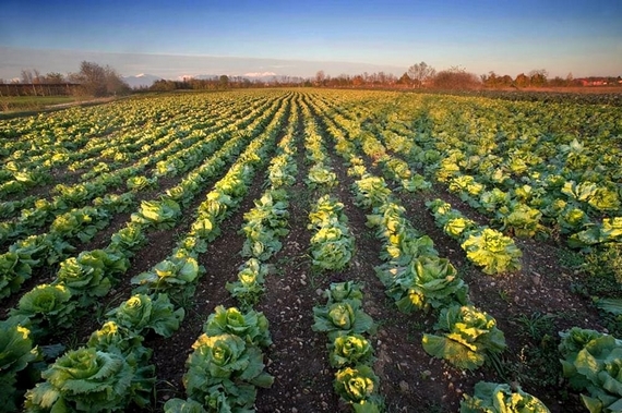 radicchio variegato campo 570