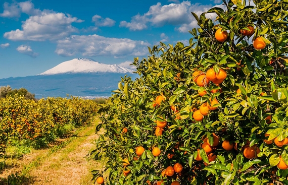 sicilia arance rosse alberi etna 570
