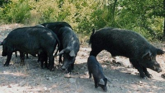 suino nero pancetta calabria 570