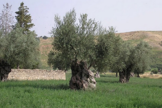 ulivo crotonese 570