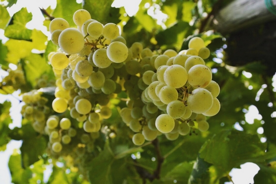 uva adami valdobbiadene 570
