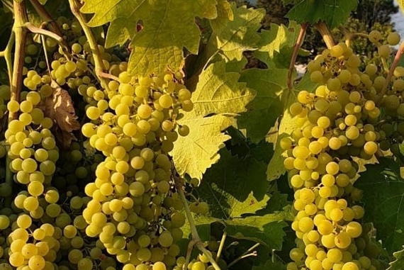 uva i borboni asprino comolli 570