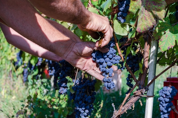 vendemmia clavesana ph Debora Lombardi 01 570