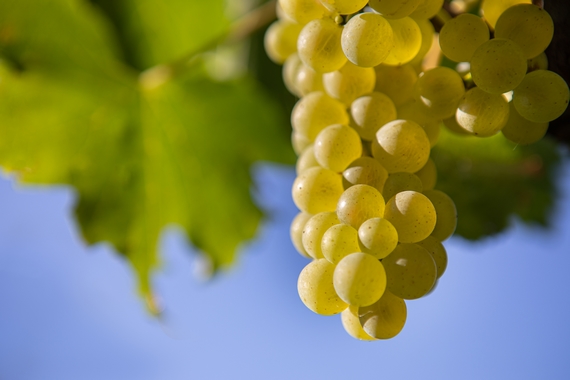vendemmia ferrari 2021 1 570