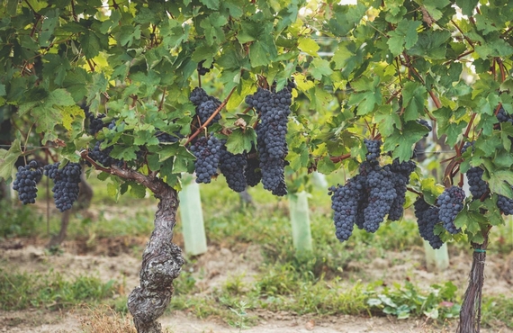 vigna nizza il botolo 570