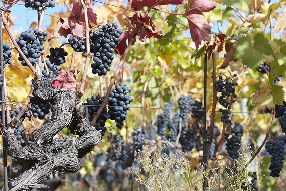 vigneti Les Cretes comolli 570