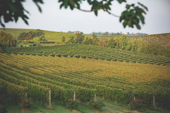vigneti Nizza Il Botolo ok 570