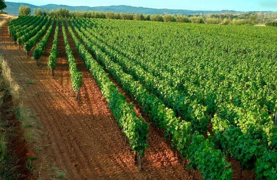 vigneti lodano tua rita 570