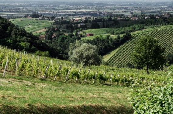vigneti quaquarini comolli distretti 570